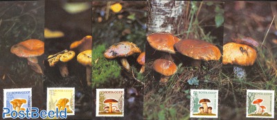 Mushrooms 5v, Maximum cards